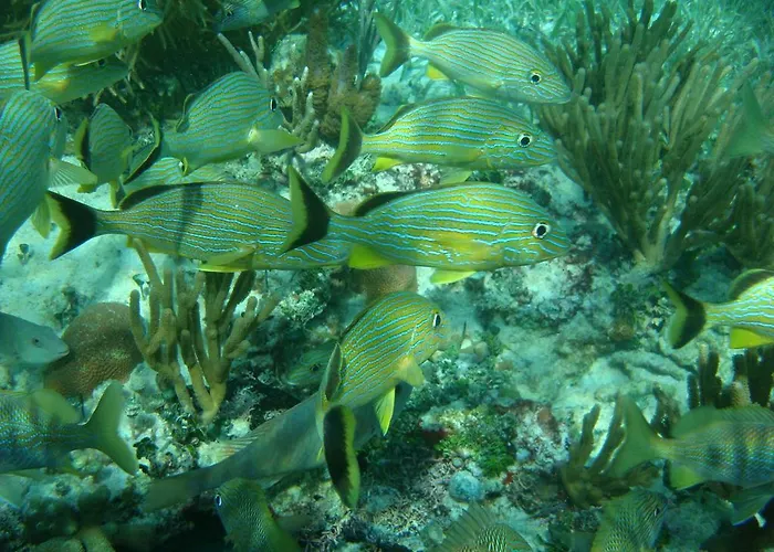 Rancho Sakol Puerto Morelos
